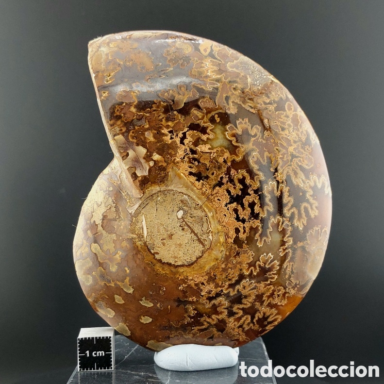 Coleccionismo de f&oacute;siles: Amonite Cleoniceras Besairiei de Madagascar
