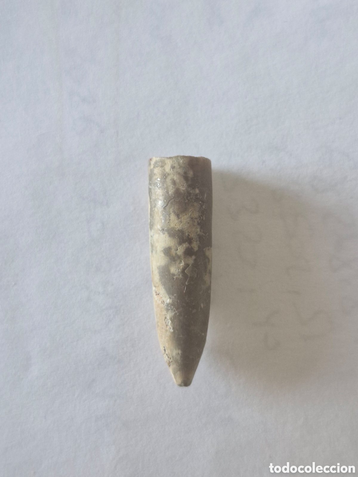 Coleccionismo de f&oacute;siles: F&oacute;sil de Belemnites (Cefal&oacute;podo Mesozoico) - Concha Interna