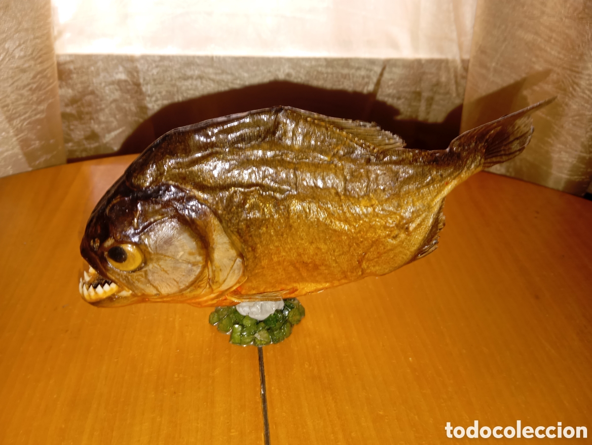 Coleccionismo de f&oacute;siles: Pira&ntilde;a Taxidermia 23cm