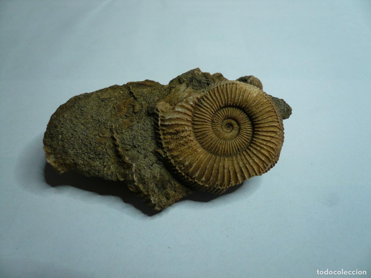 Coleccionismo de f&oacute;siles: DACTYLIOCERAS ATLETICUM