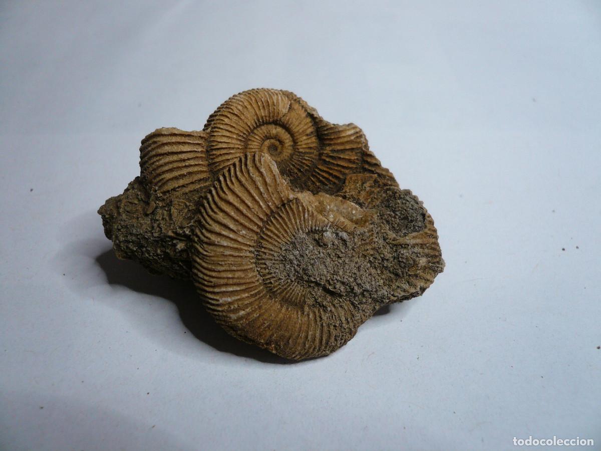 Coleccionismo de f&oacute;siles: DACTYLIOCERAS ATLETICUM