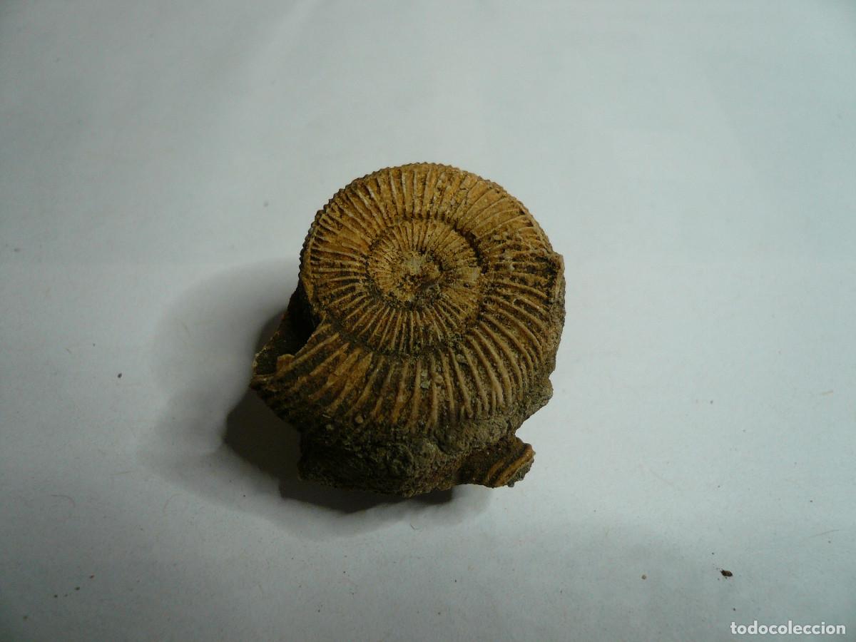 Coleccionismo de f&oacute;siles: DACTYLIOCERAS ATLETICUM