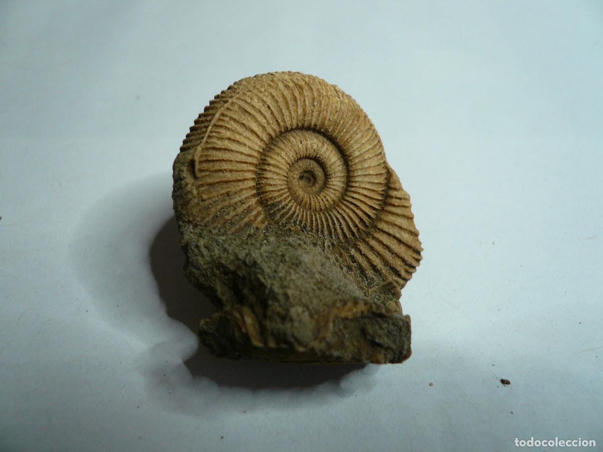 Coleccionismo de f&oacute;siles: DACTYLIOCERAS ATLETICUM - Foto 2