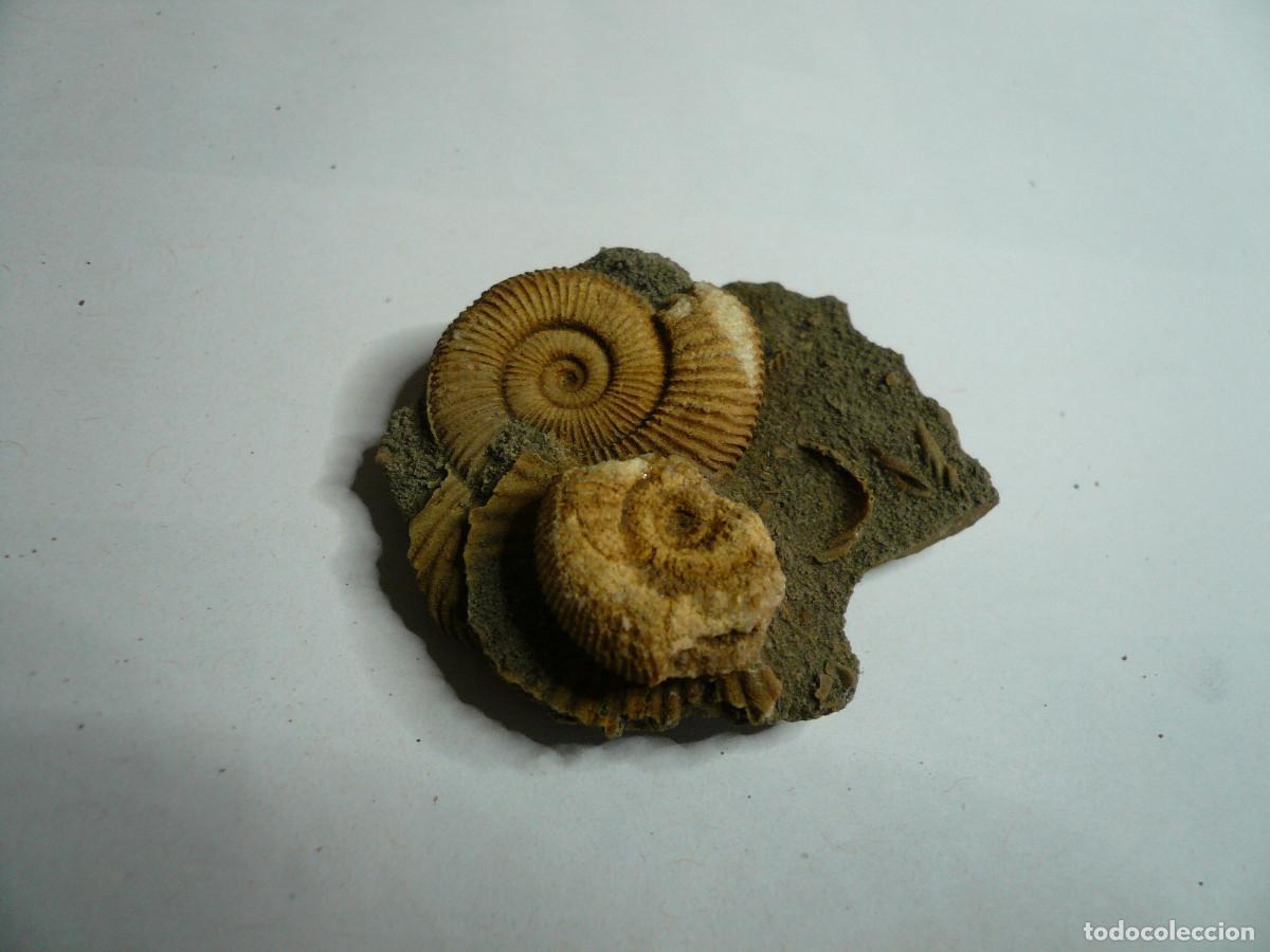 Coleccionismo de f&oacute;siles: DACTYLIOCERAS ATLETICUM