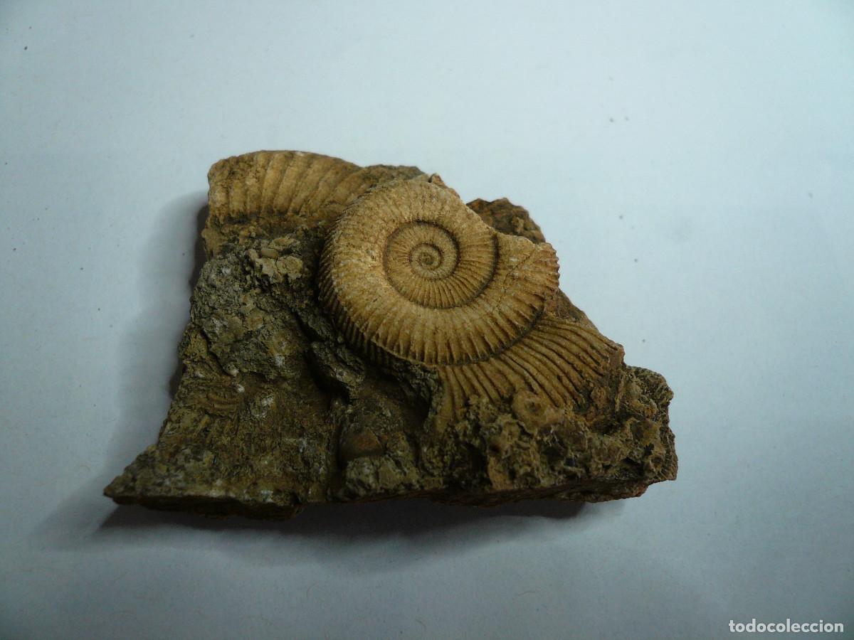 Coleccionismo de f&oacute;siles: DACTYLIOCERAS ATLETICUM