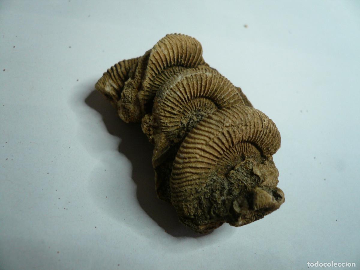 Coleccionismo de f&oacute;siles: DACTYLIOCERAS ATLETICUM