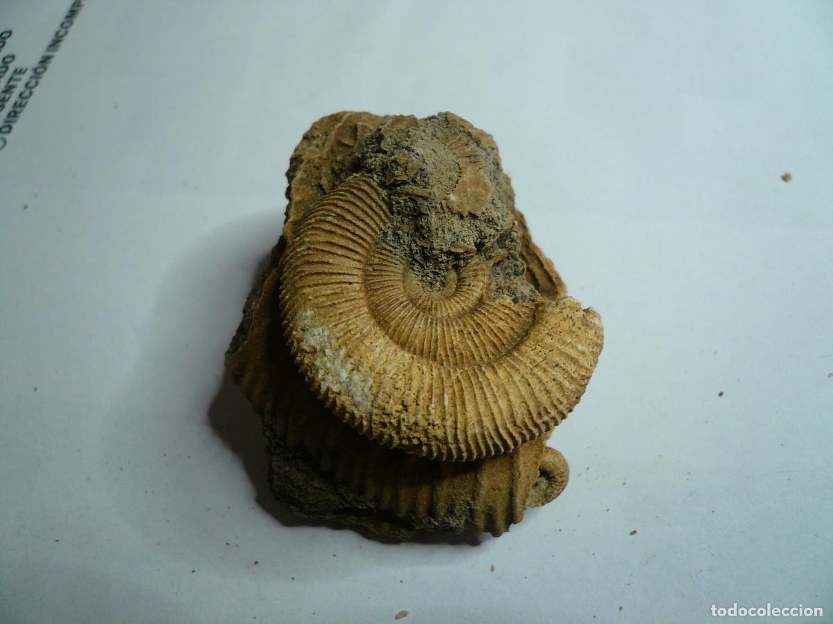 Coleccionismo de f&oacute;siles: DACTYLIOCERAS ATLETICUM