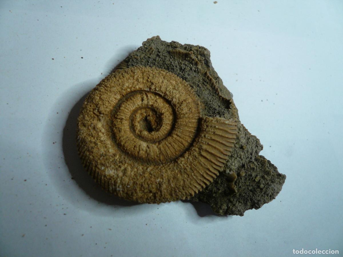 Coleccionismo de f&oacute;siles: DACTYLIOCERAS ATLETICUM
