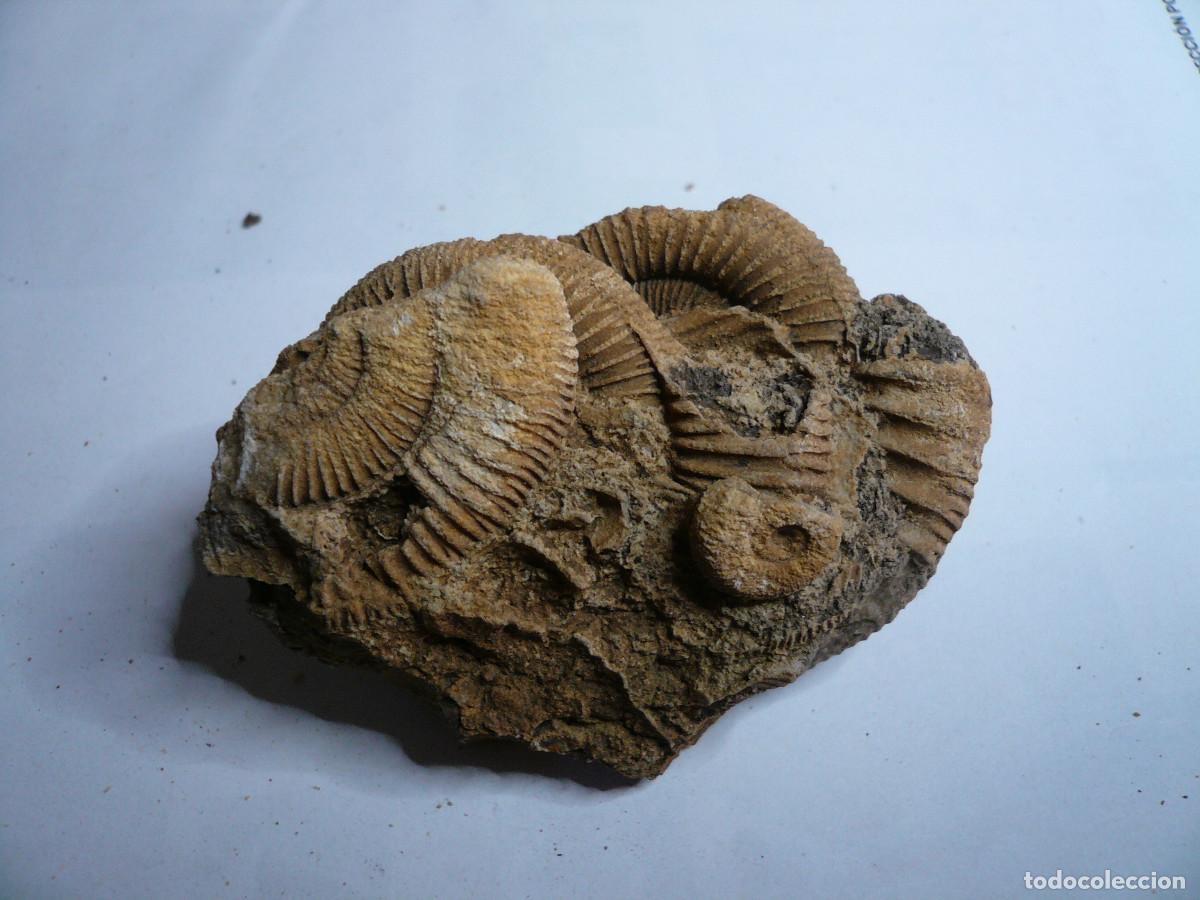 Coleccionismo de f&oacute;siles: DACTYLIOCERAS ATLETICUM