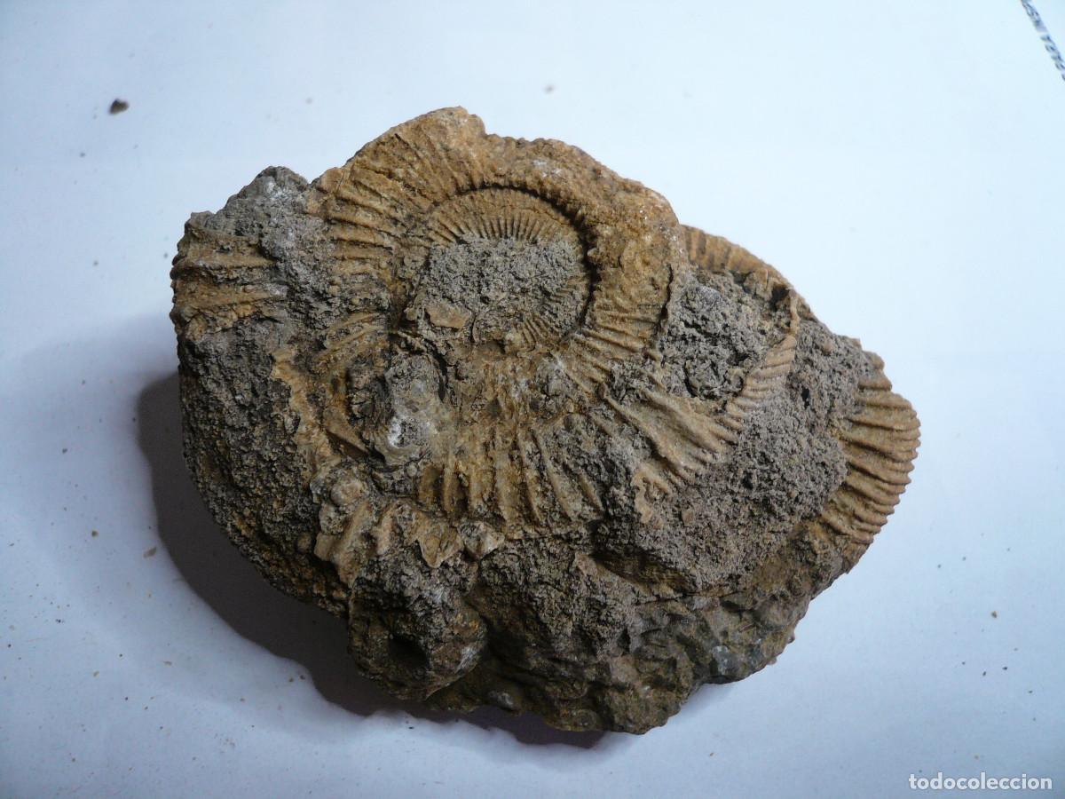 Coleccionismo de f&oacute;siles: DACTYLIOCERAS ATLETICUM - Foto 2