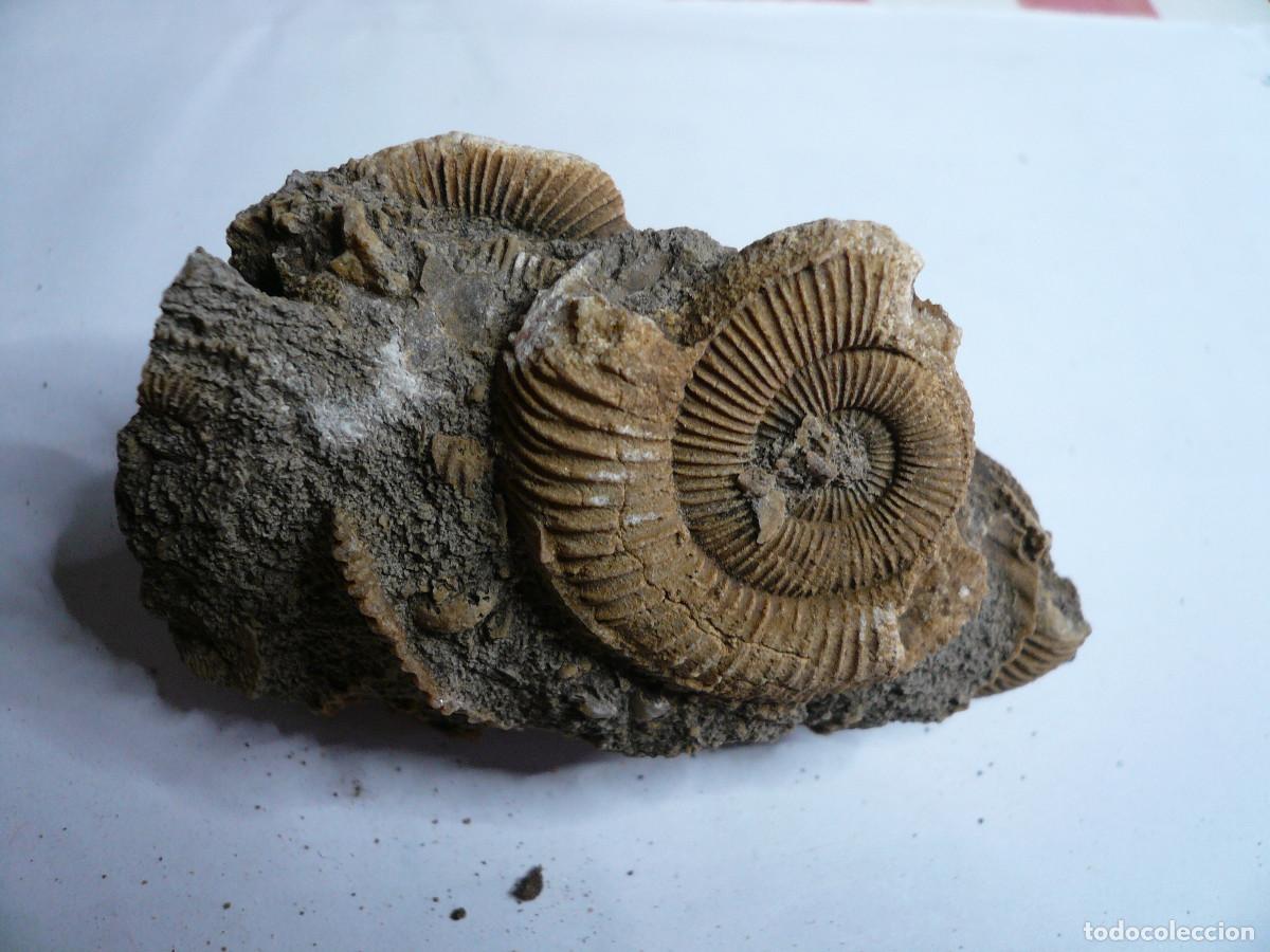 Coleccionismo de f&oacute;siles: DACTYLIOCERAS ATLETICUM