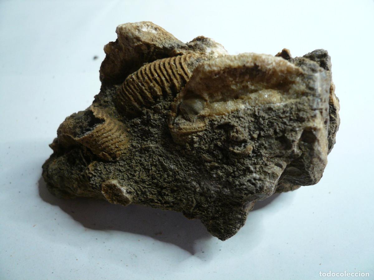 Coleccionismo de f&oacute;siles: DACTYLIOCERAS ATLETICUM - Foto 2