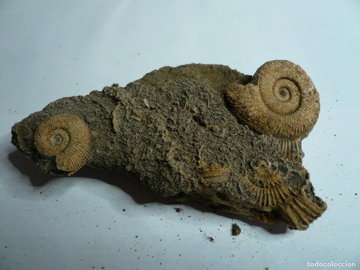 Coleccionismo de f&oacute;siles: DACTYLIOCERAS ATLETICUM