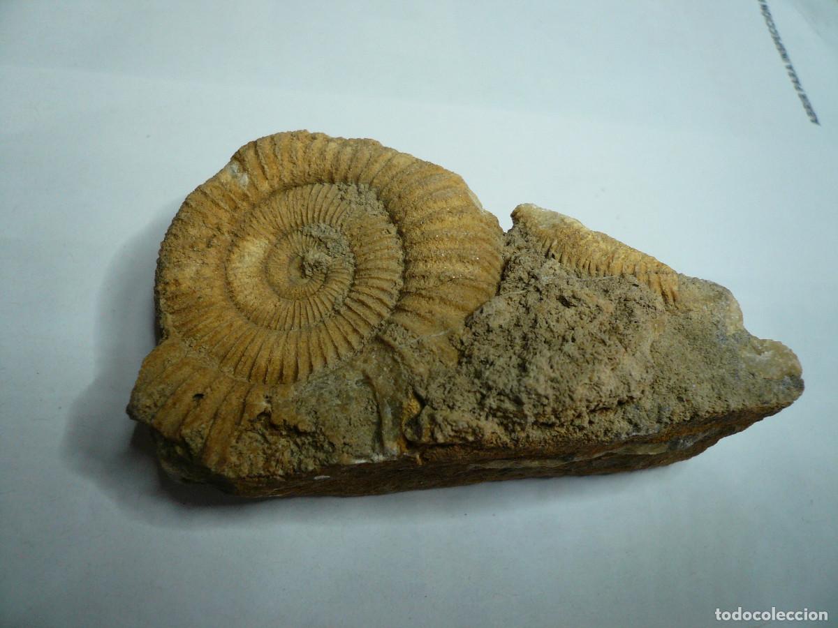 Coleccionismo de f&oacute;siles: DACTYLIOCERAS ATLETICUM