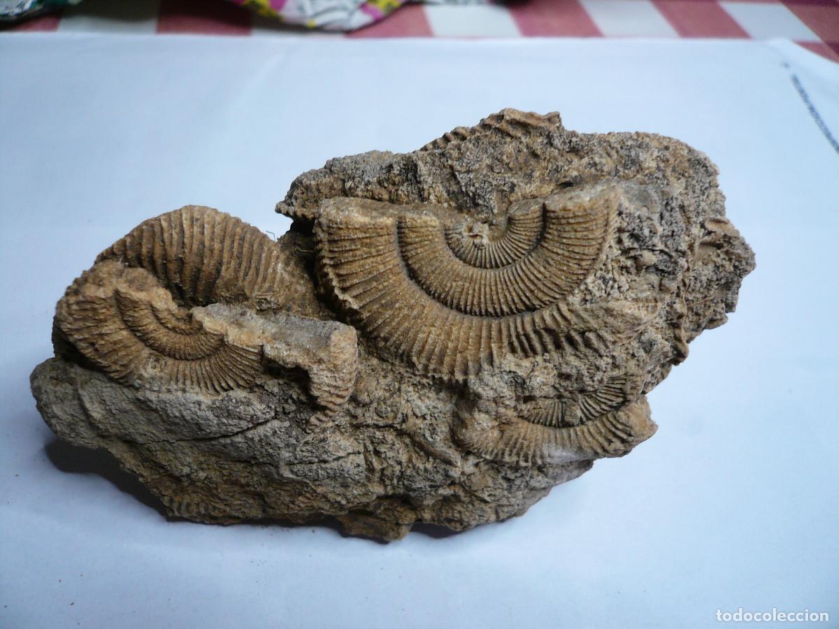 Coleccionismo de f&oacute;siles: DACTYLIOCERAS ATLETICUM