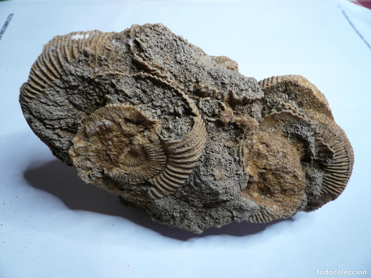 Coleccionismo de f&oacute;siles: DACTYLIOCERAS ATLETICUM - Foto 2