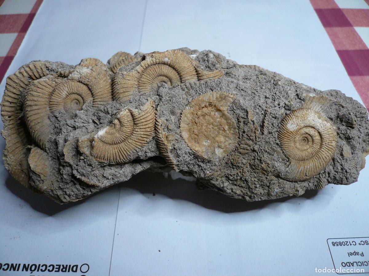 Coleccionismo de f&oacute;siles: DACTYLIOCERAS ATLETICUM