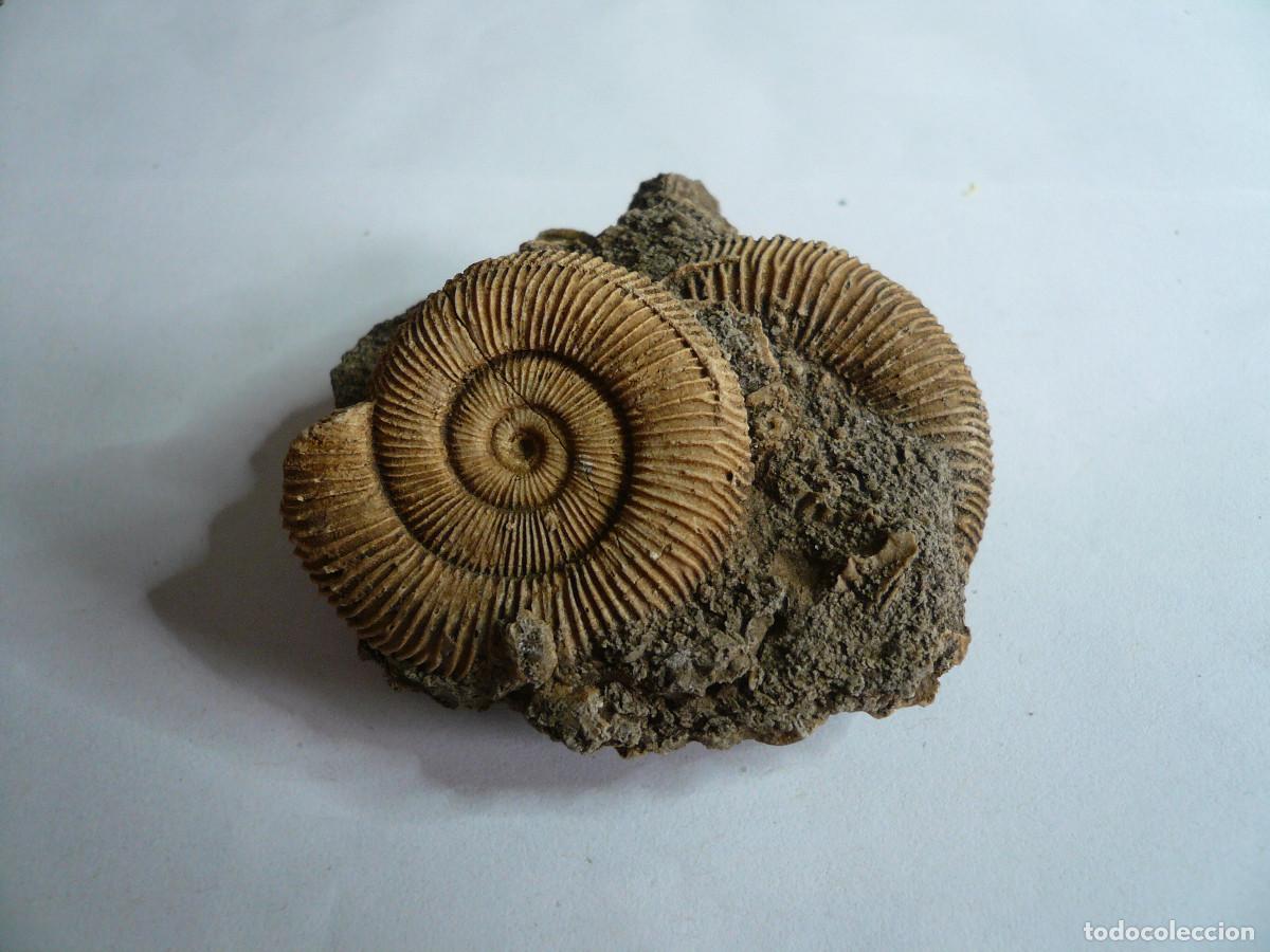 Sammlung von Fossilien: DACTYLIOCERAS ATLETICUM