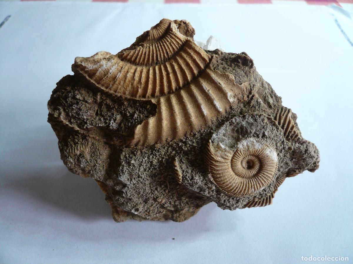 Sammlung von Fossilien: DACTYLIOCERAS ATLETICUM