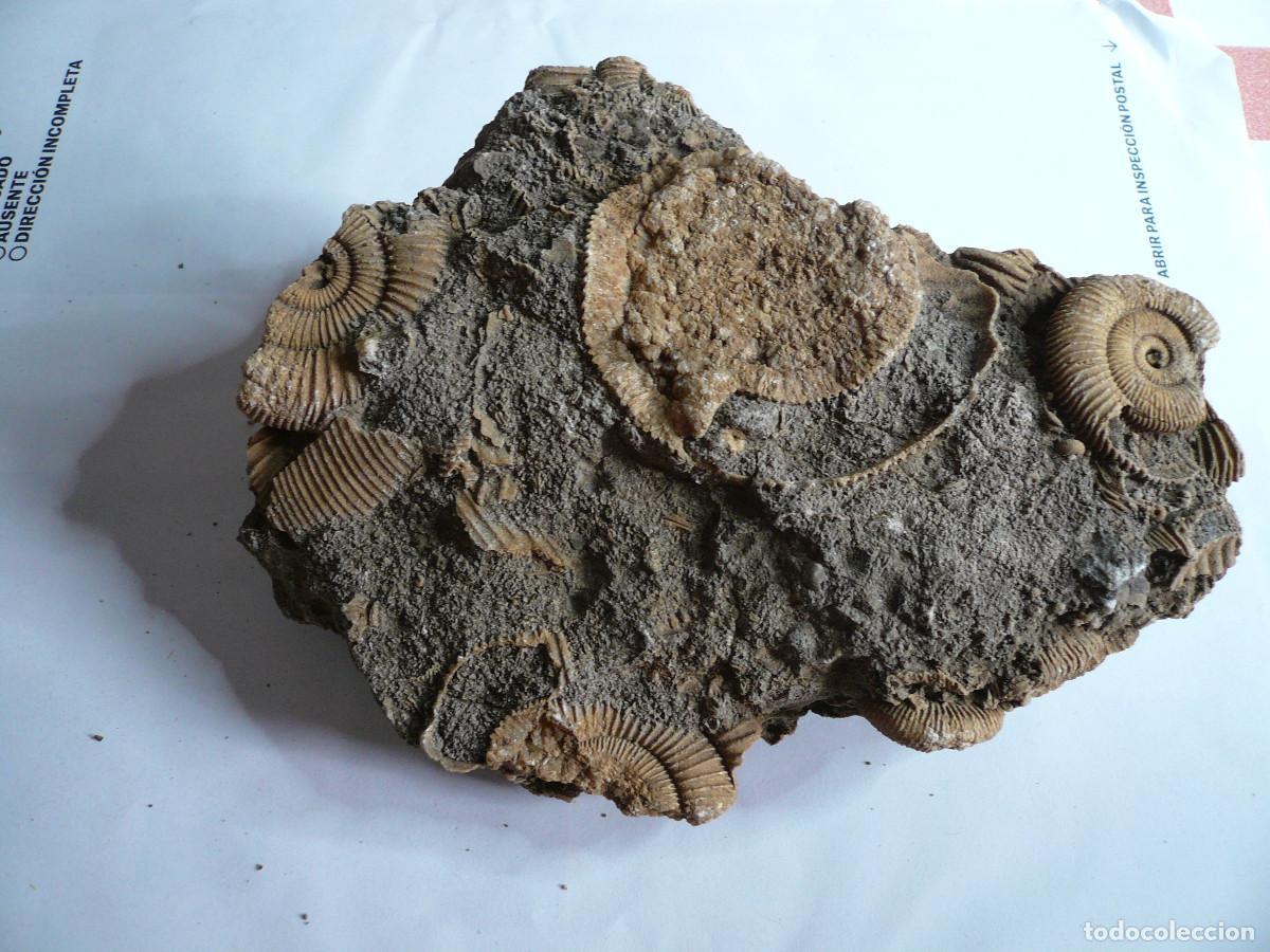 Sammlung von Fossilien: DACTYLIOCERAS ATLETICUM
