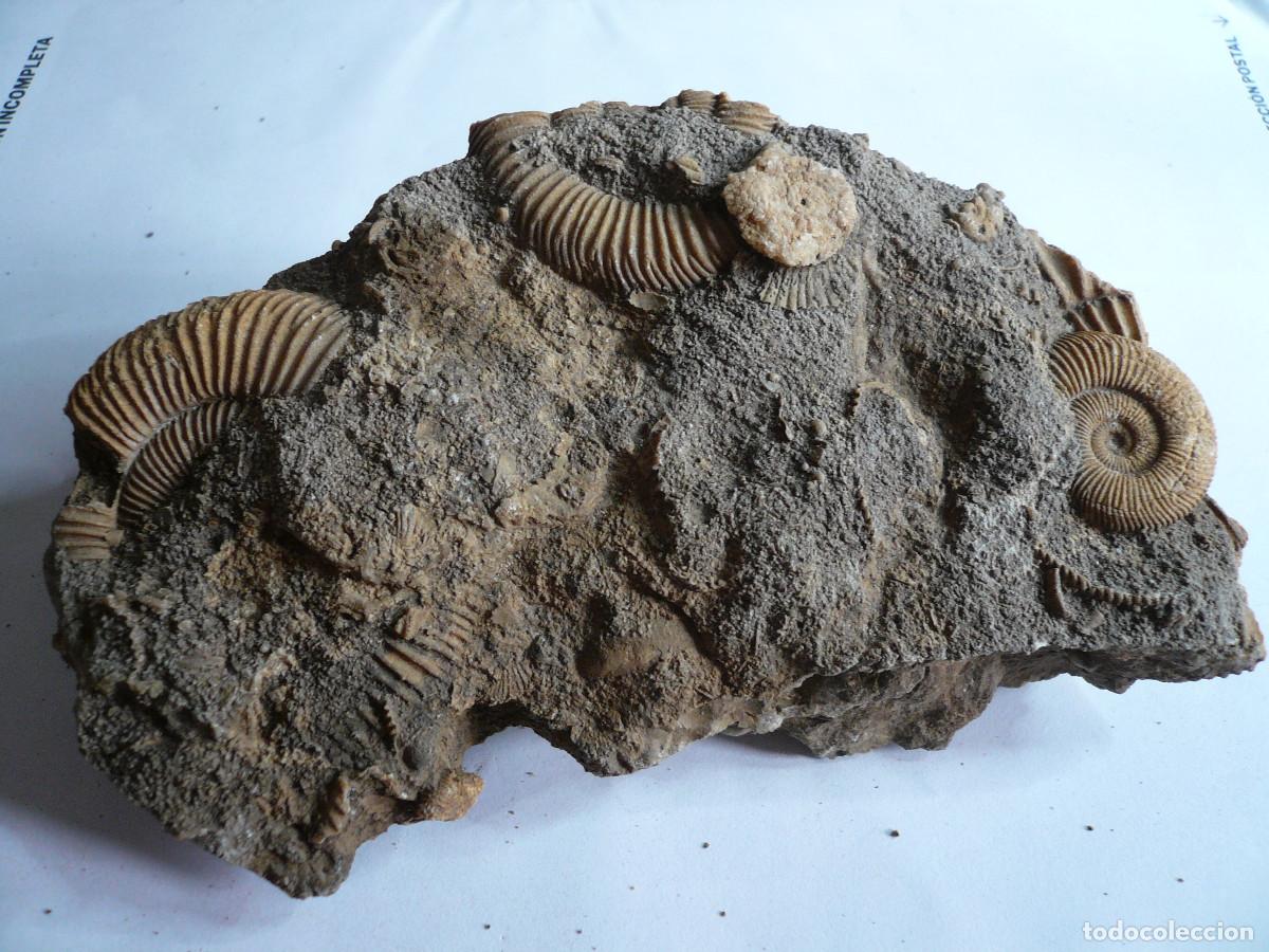 Colecionismo de f&oacute;sseis: DACTYLIOCERAS ATLETICUM