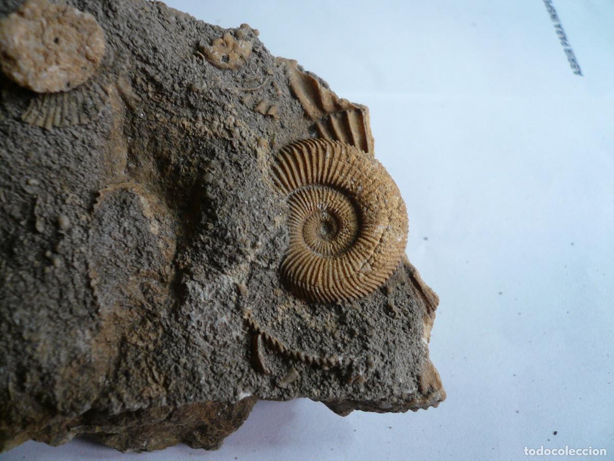 Coleccionismo de f&oacute;siles: DACTYLIOCERAS ATLETICUM - Foto 2
