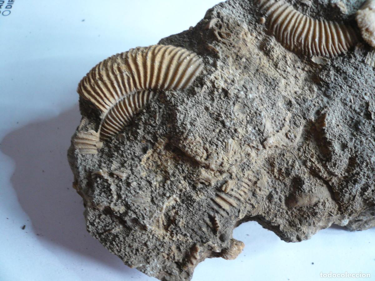 Coleccionismo de f&oacute;siles: DACTYLIOCERAS ATLETICUM - Foto 3