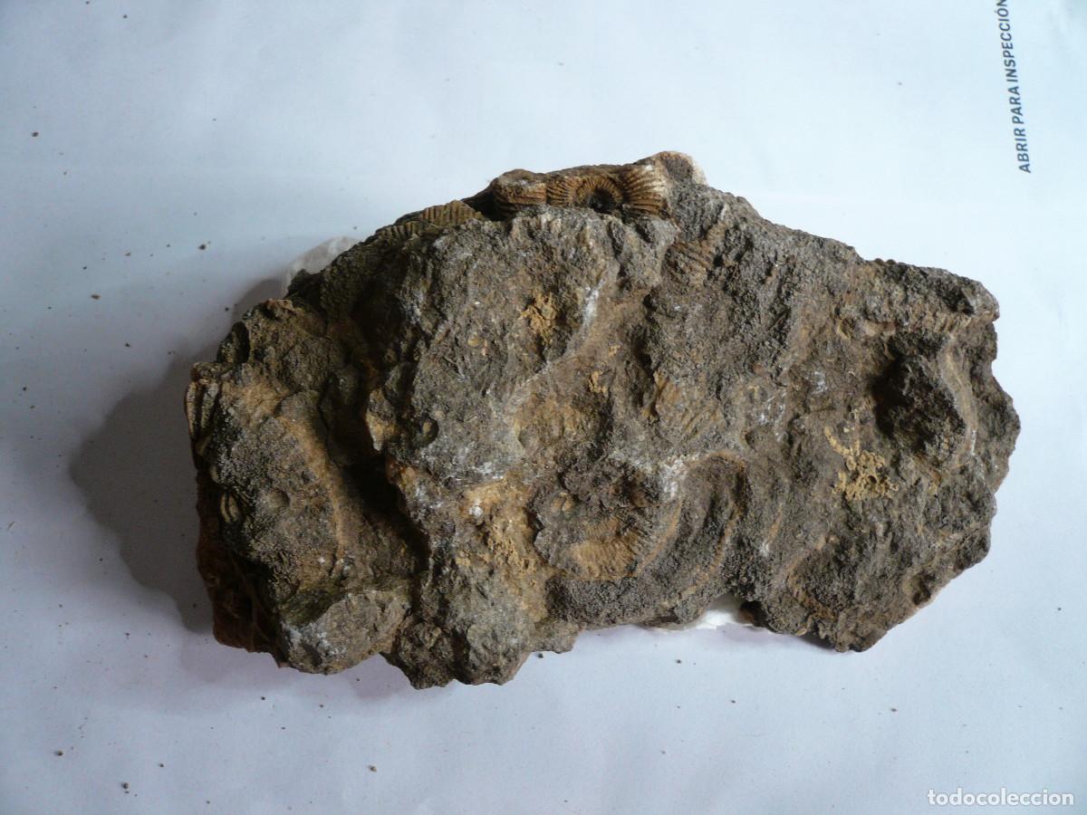 Coleccionismo de f&oacute;siles: DACTYLIOCERAS ATLETICUM - Foto 4
