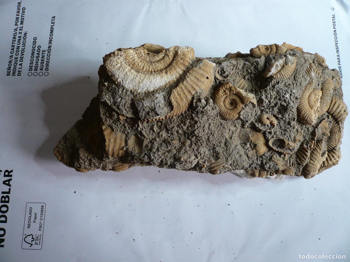 Coleccionismo de f&oacute;siles: DACTYLIOCERAS ATLETICUM + PHYLLOCERAS
