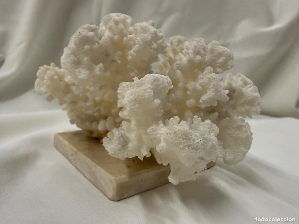 Coleccionismo de f&oacute;siles: Antiguo coral natural, a&ntilde;os 70, sobre base de travertino. Mide unos 10x8x8cms
