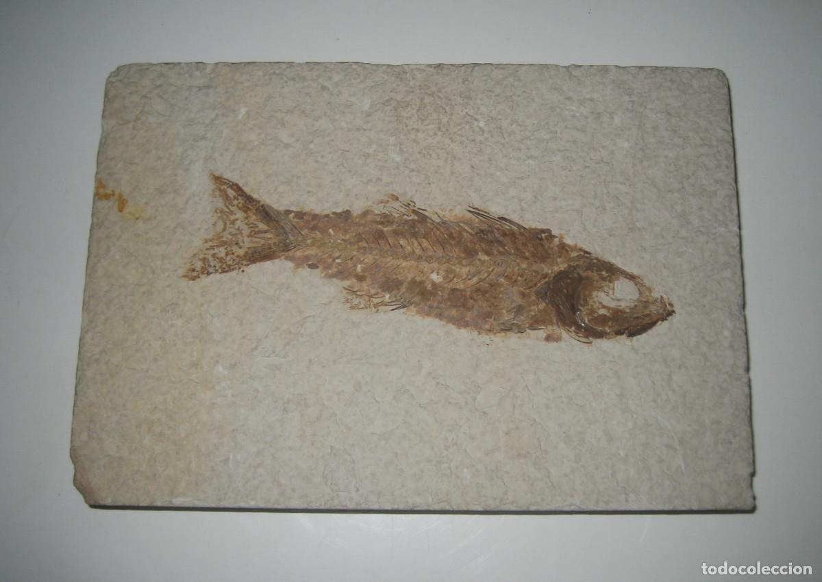 Coleccionismo de f&oacute;siles: F&Oacute;SIL. PEZ, DIPLOMYSTUS DENTATUS. EOCENO. WYOMING. U.S.A.
