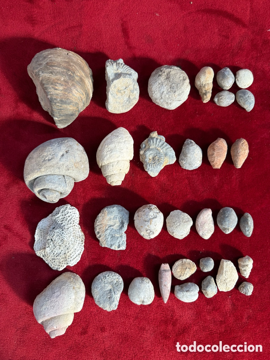 Coleccionismo de f&oacute;siles: Gran lote de fosiles antiguos!caracoles,conchas,erizos,etc