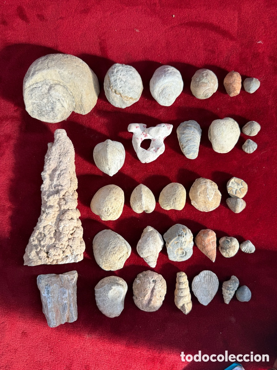 Coleccionismo de f&oacute;siles: Gran lote de fosiles antiguos,caracolas,madera,estalarmita,etc