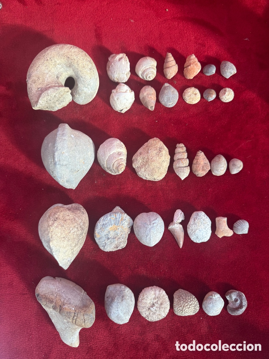 Coleccionismo de f&oacute;siles: Gran lote de fosiles antiguos,caracolas,erizos,hueso,etc