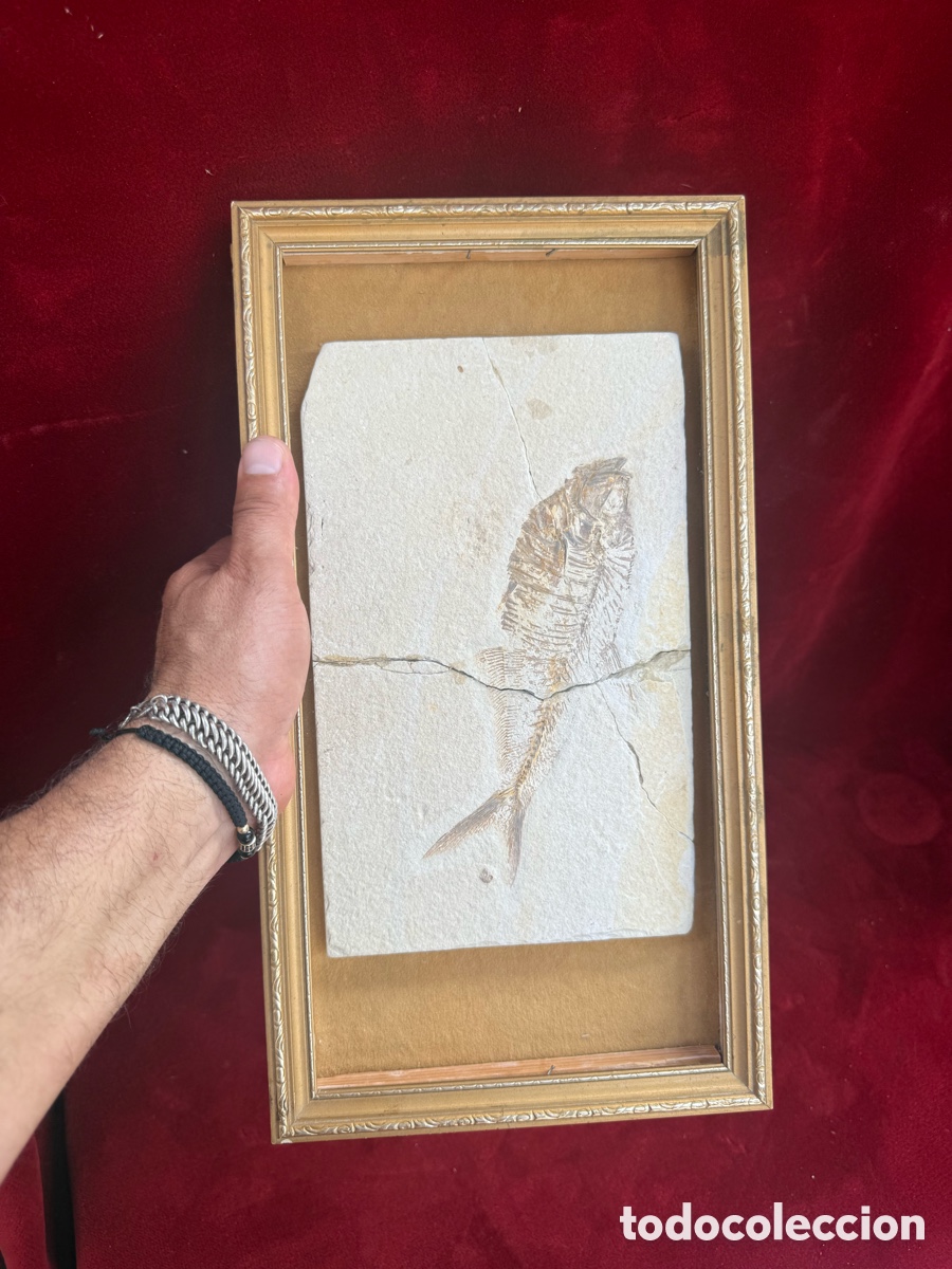Coleccionismo de f&oacute;siles: Antiguo y espectacular fosil de un pez!