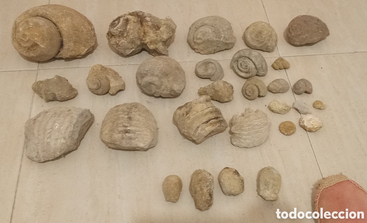Coleccionismo de f&oacute;siles: Paleontolog&iacute;a. Lote de f&oacute;siles. NATICAS y RAROS CORALES. AMMONITES