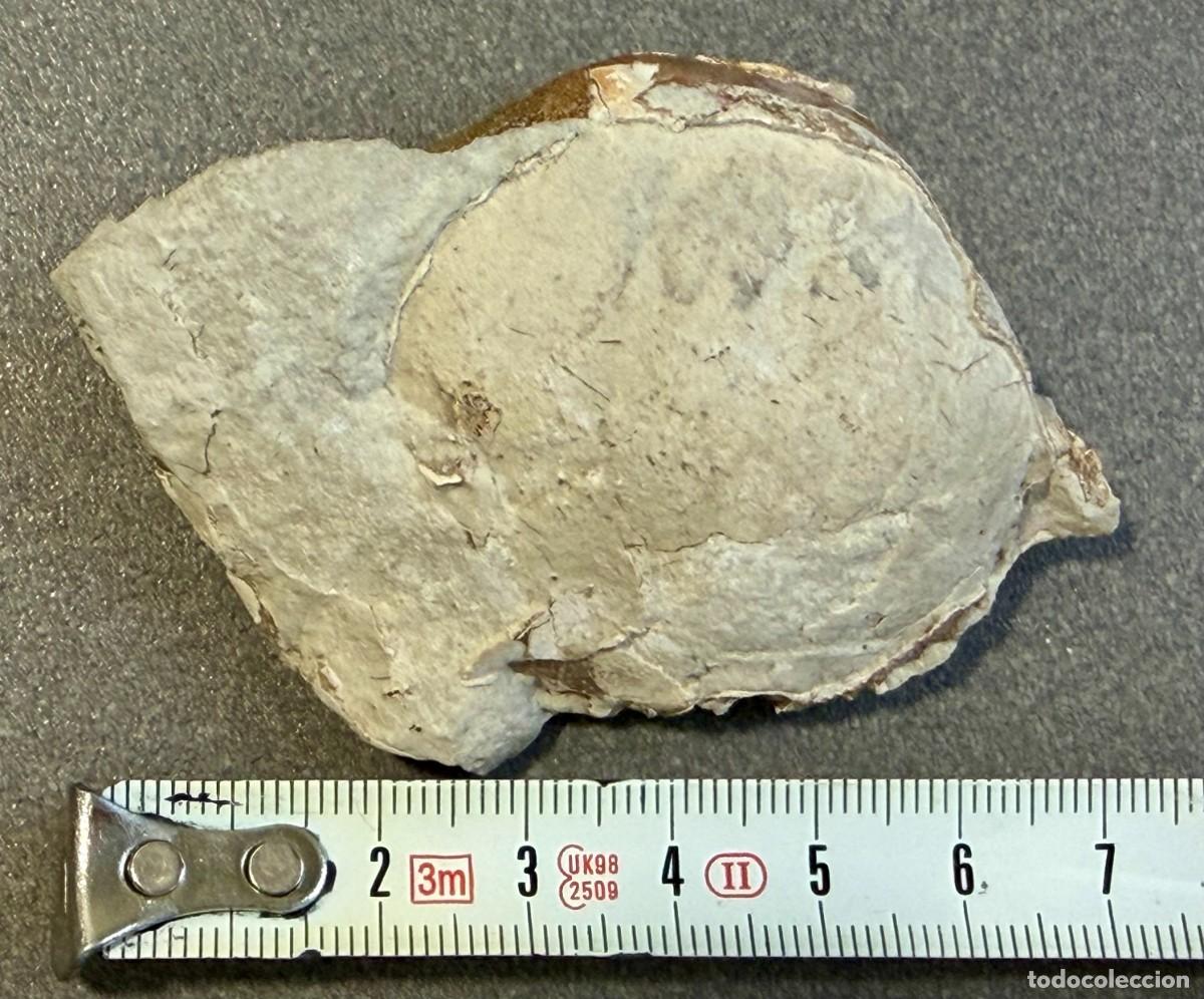 Coleccionismo de f&oacute;siles: FOSIL CANGREJO (FOSSIL CRAB) - HARPACTOCARCINUS PUNCTULATUS - LUTECIENSE (45 millones a&ntilde;os)