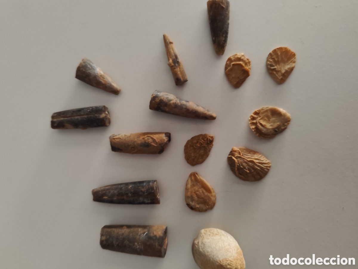 Coleccionismo de f&oacute;siles: Lote de Terebratulas, Xilopalos y Belemnites