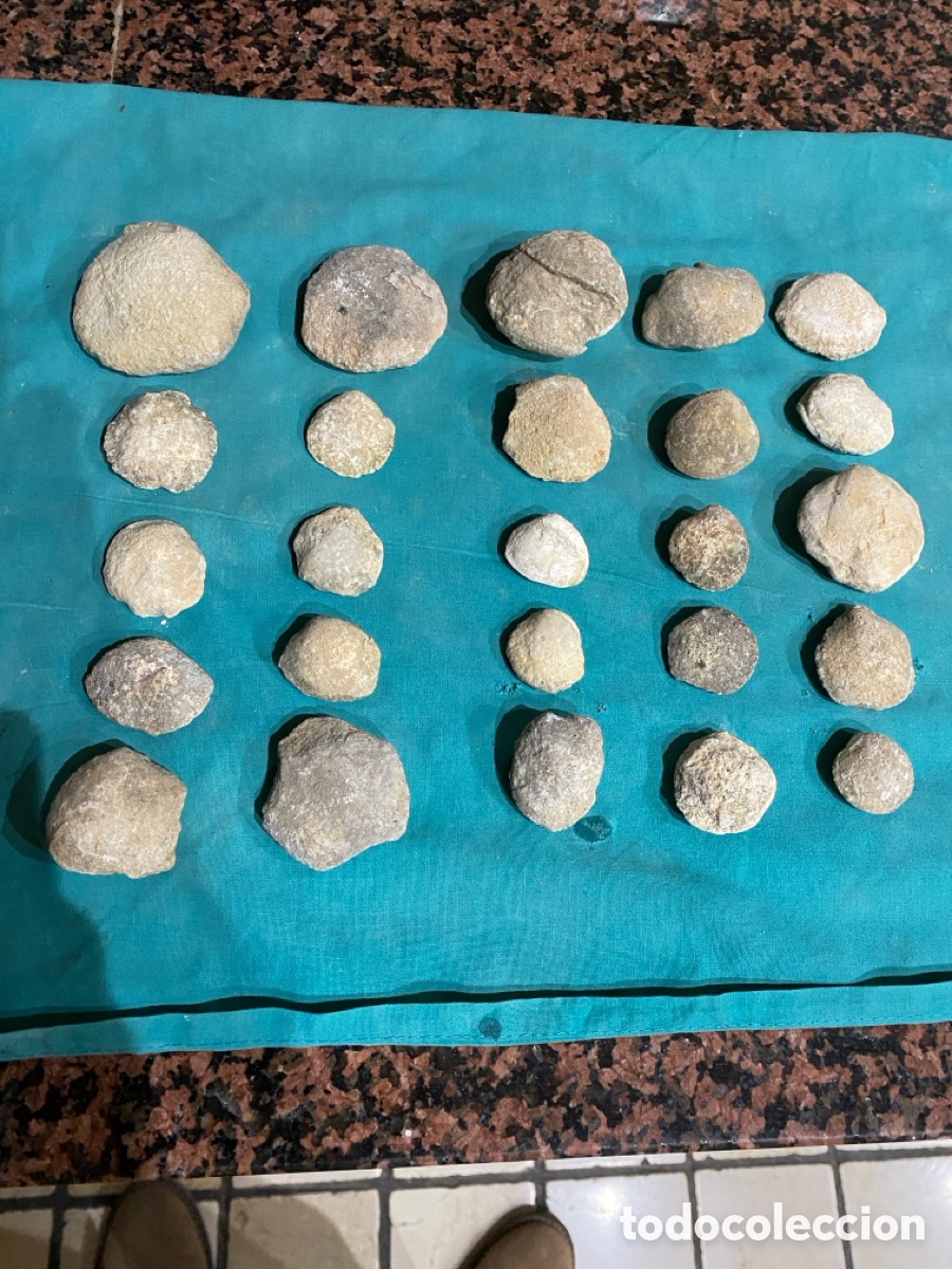 Coleccionismo de f&oacute;siles: Lote de 25 f&oacute;siles, almejas lote 26