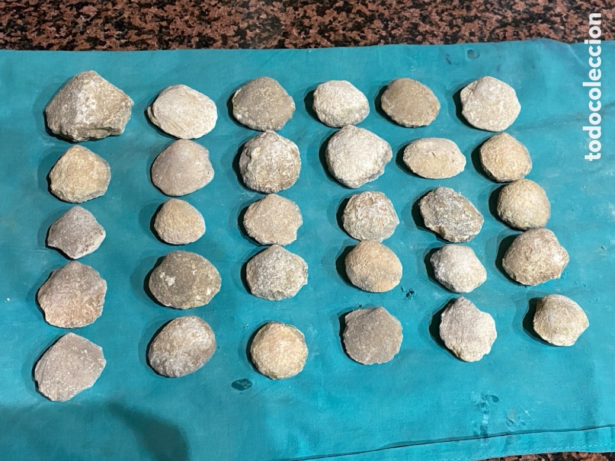 Coleccionismo de f&oacute;siles: Lote de 30 f&oacute;siles almejas lote 27
