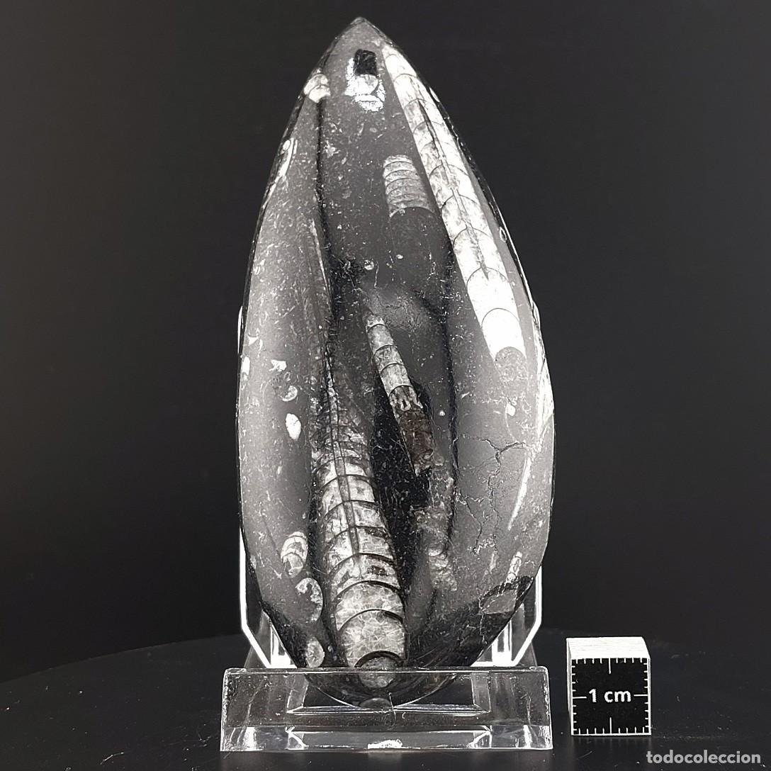 Coleccionismo de f&oacute;siles: Orthoceras Placa F&oacute;sil 9,8 cm