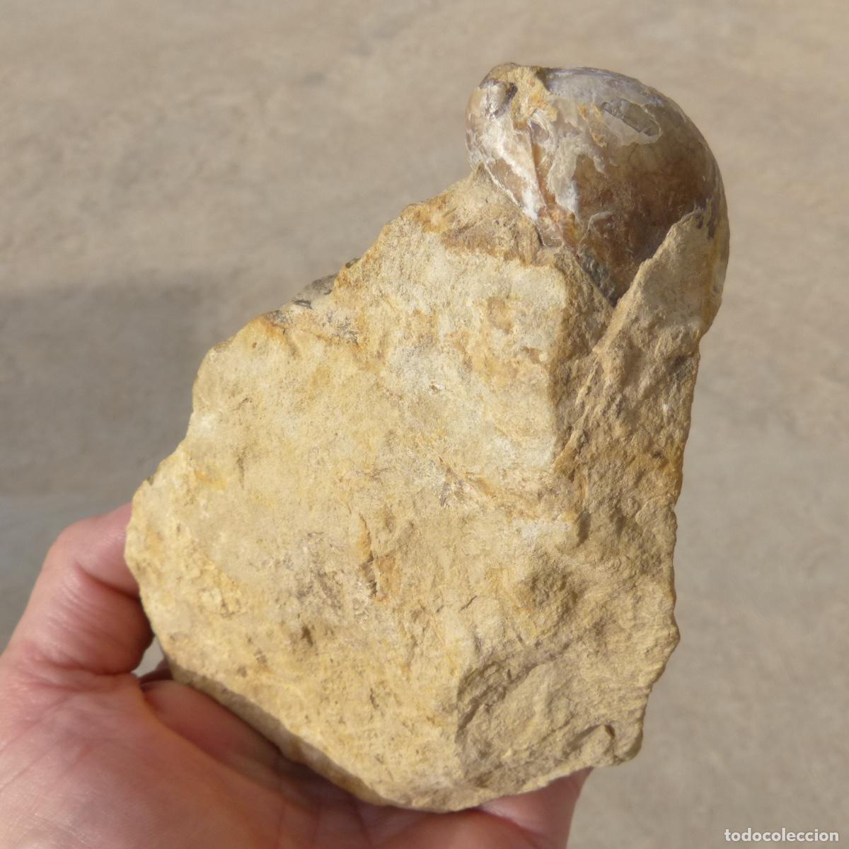 Sammlung von Fossilien: Curioso fosil de bivalvo incrustado en la punta de una roca, 707gr, 13cm.