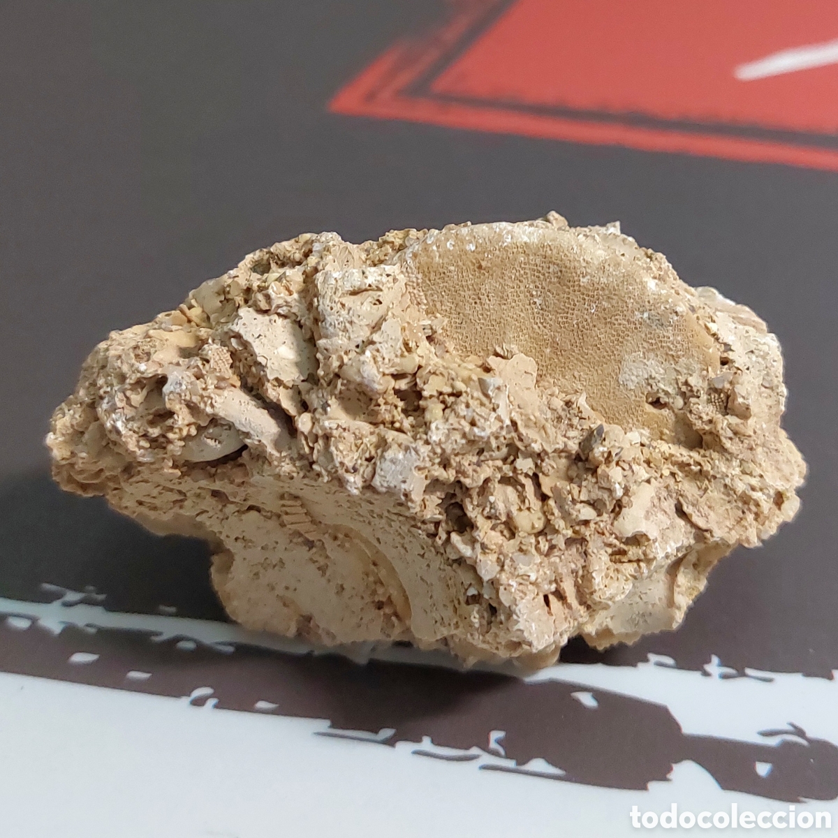 Sammlung von Fossilien: Erizo F&oacute;sil Rotuloidea Fimbriata