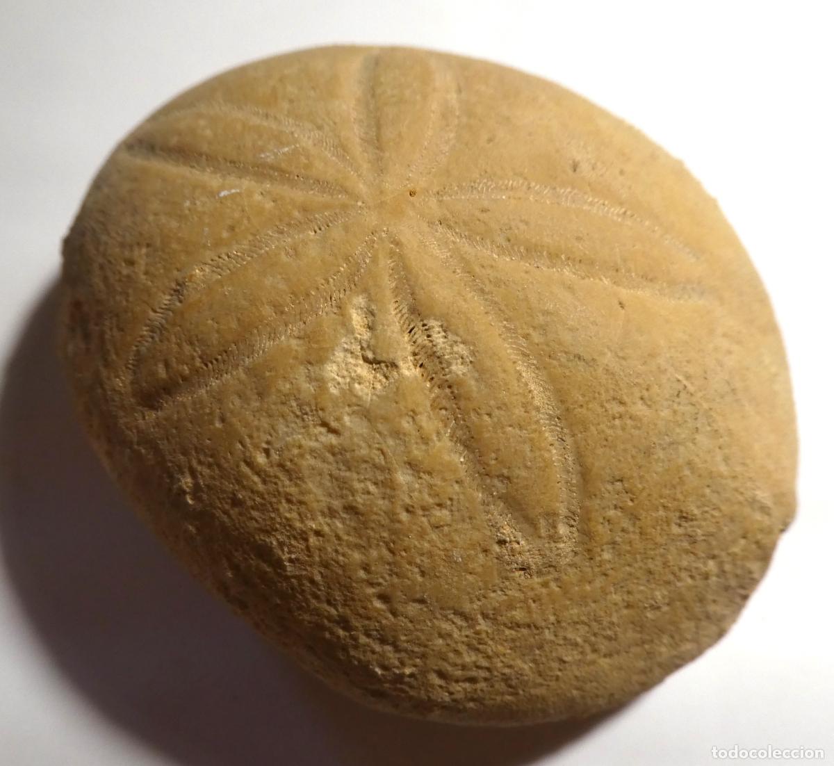 Coleccionismo de f&oacute;siles: F&oacute;sil de Erizo grande la base mide 9X7,5 cm y la altura 4 cm, posiblemente Gitolampas scutella