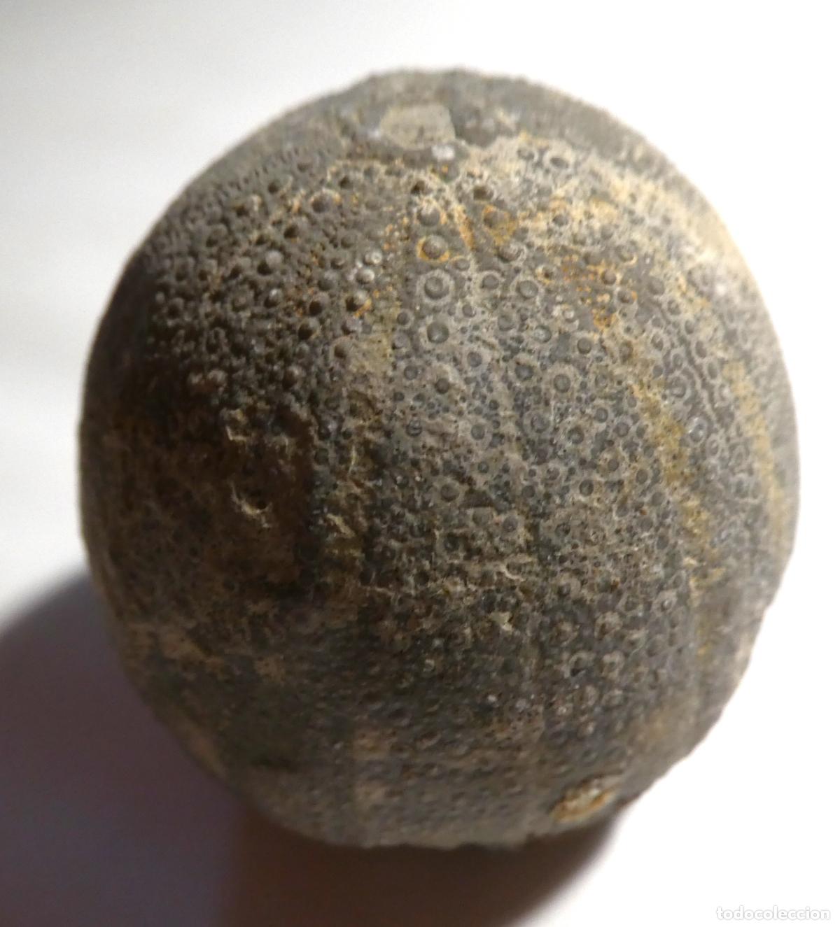 Coleccionismo de f&oacute;siles: F&oacute;sil de Erizo Psephichinus Urchin la base mide 4 cm y la altura 4 cm, de Marruecos