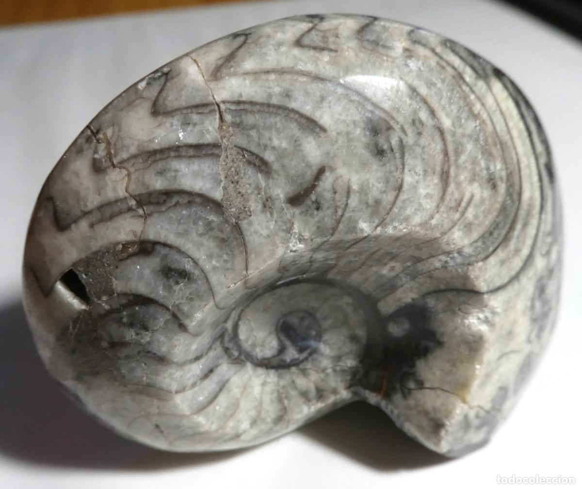 Coleccionismo de f&oacute;siles: FOSIL DE GONIATITES PULIDO , AMONITES, de Marruecos mide 7X6 cm