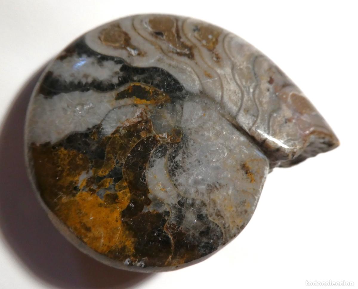 Coleccionismo de f&oacute;siles: FOSIL DE GONIATITES PULIDO , AMONITES, de Marruecos mide 6,5X5,5 cm