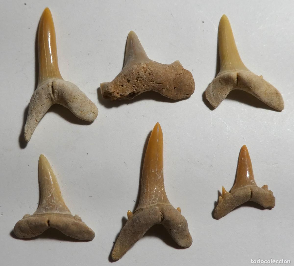 Coleccionismo de f&oacute;siles: 6 dientes de tibur&oacute;n fosiles de marruecos, mide el mas grande 2,3 cm