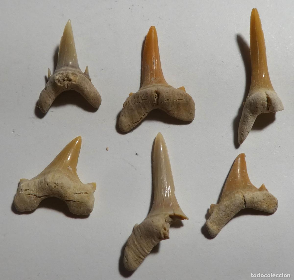 Coleccionismo de f&oacute;siles: 6 dientes de tibur&oacute;n fosiles de marruecos, mide el mas grande 2,3 cm
