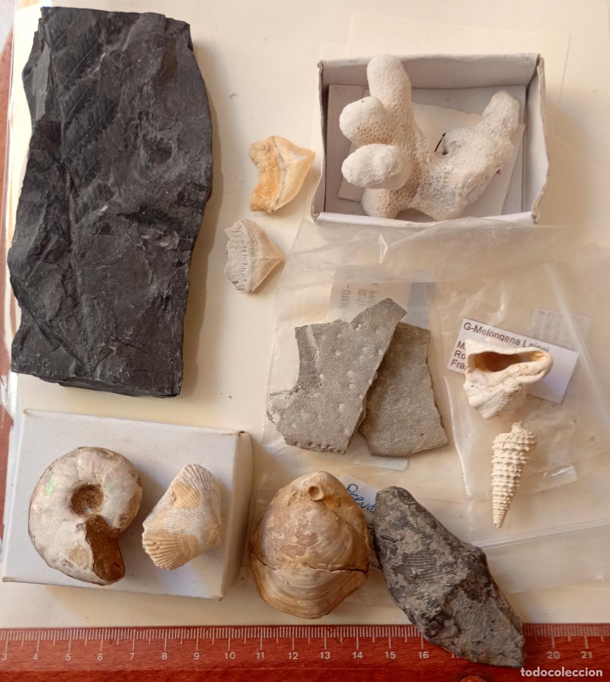Collectionnisme de fossiles: Buen lote de 10 f&oacute;siles naturales